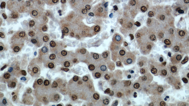 Immunohistochemical of paraffin-embedded human liver using Catalog No:115186(SH3BGRL2 antibody) at dilution of 1:50 (under 40x lens)