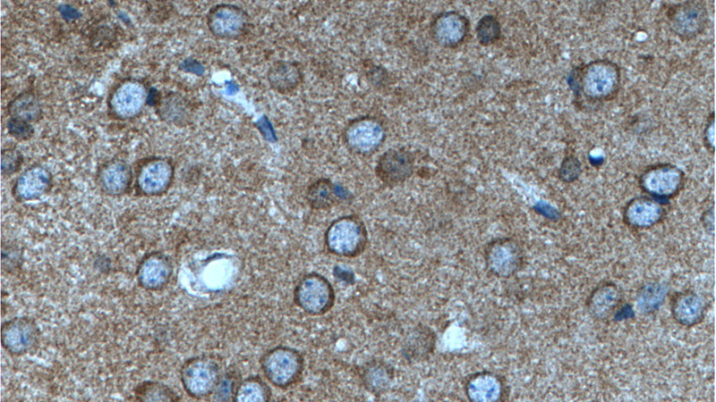 Immunohistochemistry of paraffin-embedded mouse brain tissue slide using Catalog No:112601(GRM2 Antibody) at dilution of 1:200 (under 40x lens).