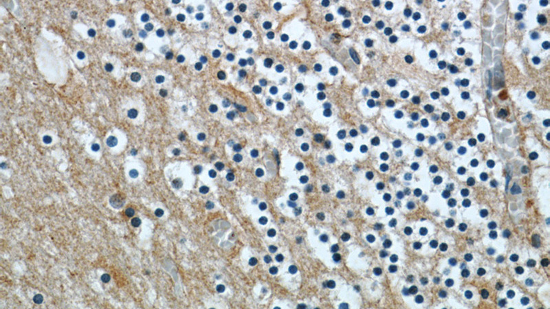 Immunohistochemical of paraffin-embedded human cerebellum using Catalog No:108937(CBLN4 antibody) at dilution of 1:50 (under 40x lens)
