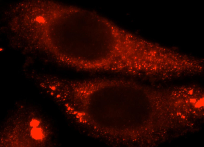 Immunofluorescent analysis of HepG2 cells, using CAPN9 antibody Catalog No:108838 at 1:25 dilution and Rhodamine-labeled goat anti-rabbit IgG (red).