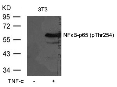 Western blot analysis of extracts from 3T3 cells untreated or treated with TNF-α using NFκB-p65 (Phospho-Thr254) Antibody .