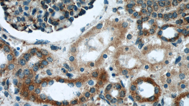 Immunohistochemical of paraffin-embedded human kidney using Catalog No:112821(MRPL28 antibody) at dilution of 1:50 (under 40x lens)