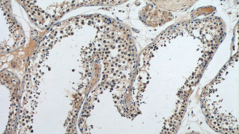 Immunohistochemistry of paraffin-embedded human testis tissue slide using Catalog No:113174(NGRN Antibody) at dilution of 1:50 (under 10x lens)