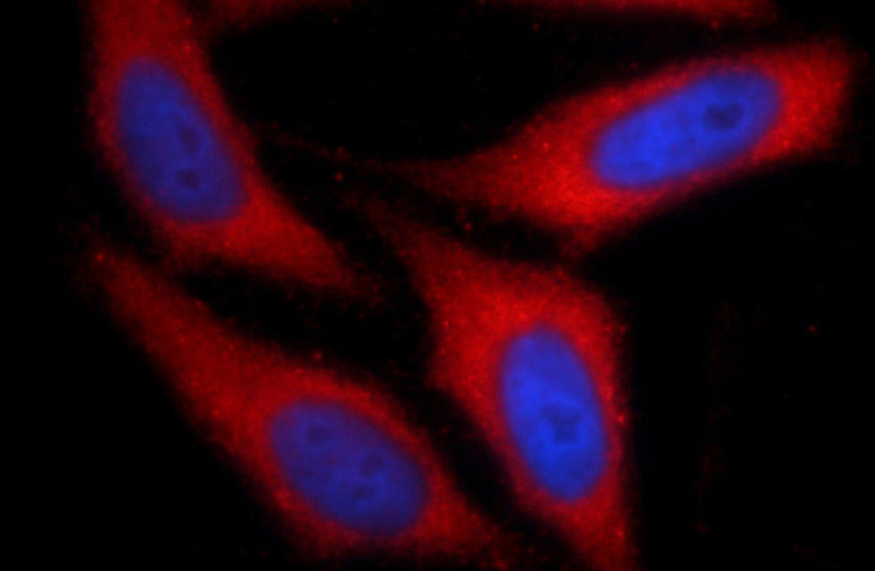 Immunofluorescent analysis of HepG2 cells using Catalog No:113272(NRBF2 Antibody) at dilution of 1:50 and Rhodamine-Goat anti-Rabbit IgG