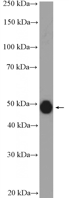 Jurkat cells were subjected to SDS PAGE followed by western blot with Catalog No:110399(ERAL1 Antibody) at dilution of 1:1000