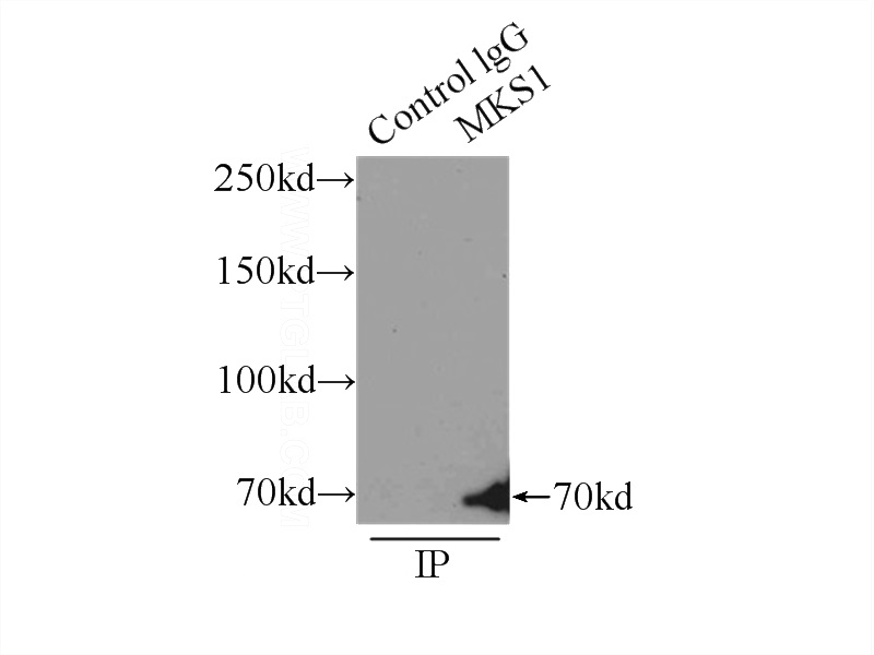 IP Result of anti-BBS13 (IP:Catalog No:112670, 3ug; Detection:Catalog No:112670 1:1000) with HEK-293 cells lysate 4500ug.