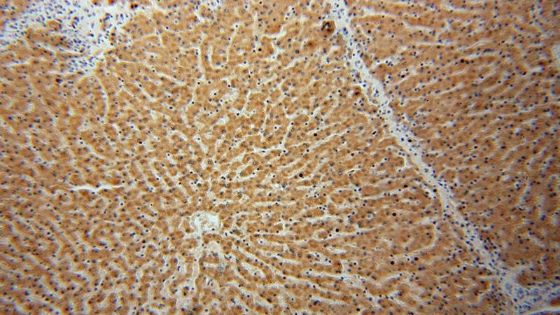 Immunohistochemical of paraffin-embedded human liver using Catalog No:116558(UGT2B4 antibody) at dilution of 1:100 (under 10x lens)
