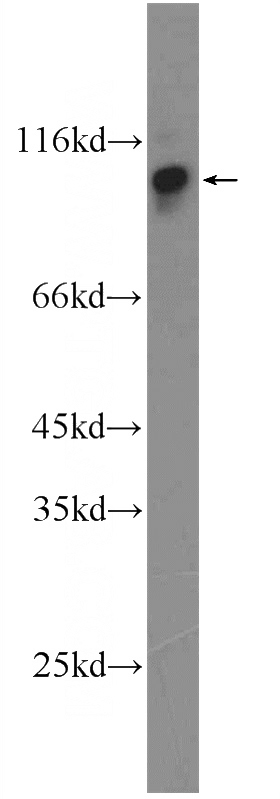 NIH/3T3 cells were subjected to SDS PAGE followed by western blot with Catalog No:110471(FAM129B Antibody) at dilution of 1:1000