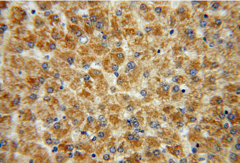 Immunohistochemical of paraffin-embedded human liver using Catalog No:115840(SUOX antibody) at dilution of 1:100 (under 40x lens)