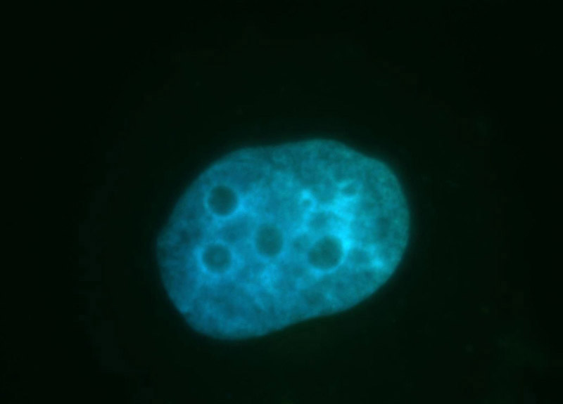 Immunofluorescent analysis of HepG2 cells, using MCM3AP antibody Catalog No:110862 at 1:100 dilution and FITC-labeled donkey anti-rabbit IgG(green). Blue pseudocolor = DAPI (fluorescent DNA dye).