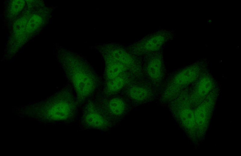 Immunofluorescent analysis of (10% Formaldehyde) fixed HepG2 cells using Catalog No:116646(UBF1 Antibody) at dilution of 1:50 and Alexa Fluor 488-congugated AffiniPure Goat Anti-Rabbit IgG(H+L)