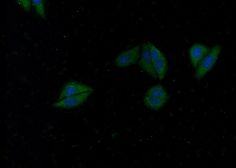 Immunofluorescent analysis of HepG2 cells using Catalog No:116818(WDR92 Antibody) at dilution of 1:25 and Alexa Fluor 488-congugated AffiniPure Goat Anti-Rabbit IgG(H+L)