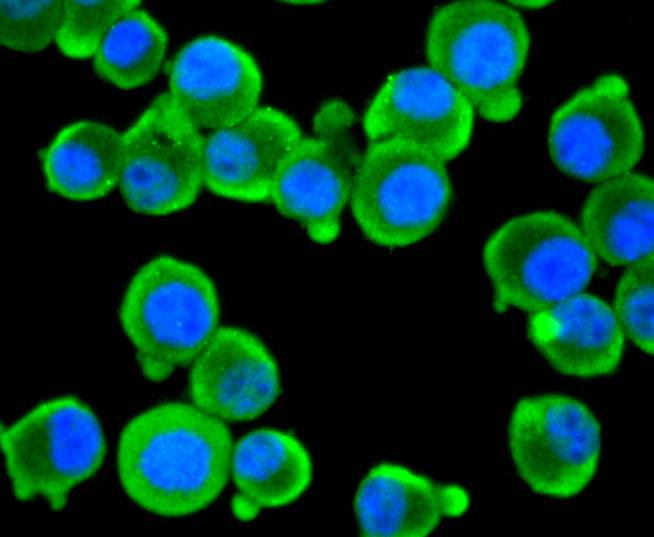 Fig1: ICC staining EIF2C3 in N2A cells (green). The nuclear counter stain is DAPI (blue). Cells were fixed in paraformaldehyde, permeabilised with 0.25% Triton X100/PBS.