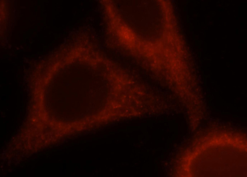 Immunofluorescent analysis of HepG2 cells, using UVRAG antibody Catalog No:116699 at 1:25 dilution and Rhodamine-labeled goat anti-rabbit IgG (red).