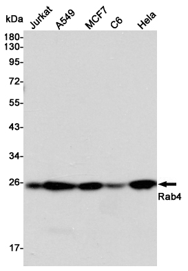 Western blot detection of Rab4 in Jurkat,A549,MCF7,C6 and Hela cell lysates using Rab4 mouse mAb (1:5000 diluted).Predicted band size:25KDa.Observed band size:25KDa.