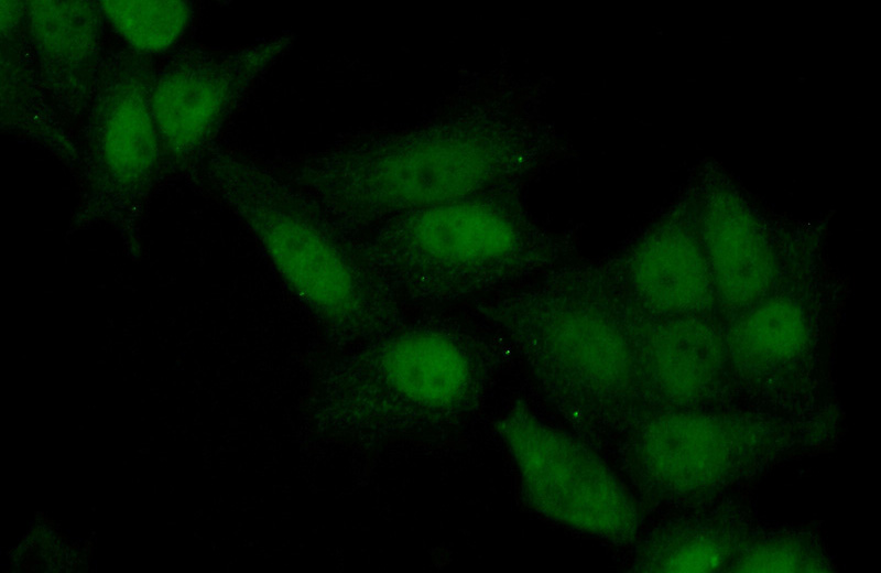 Immunofluorescent analysis of (10% Formaldehyde) fixed HeLa cells using Catalog No:108277(ATAD2 Antibody) at dilution of 1:50 and Alexa Fluor 488-congugated AffiniPure Goat Anti-Rabbit IgG(H+L)
