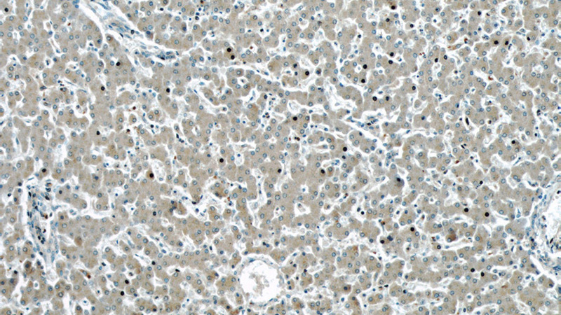 Immunohistochemical of paraffin-embedded human liver using Catalog No:111154(ARHGAP26 antibody) at dilution of 1:50 (under 10x lens)