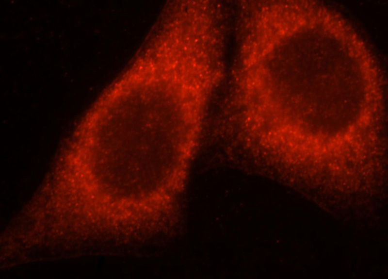 Immunofluorescent analysis of HepG2 cells, using CAB39L antibody Catalog No:108753 at 1:25 dilution and Rhodamine-labeled goat anti-rabbit IgG (red).