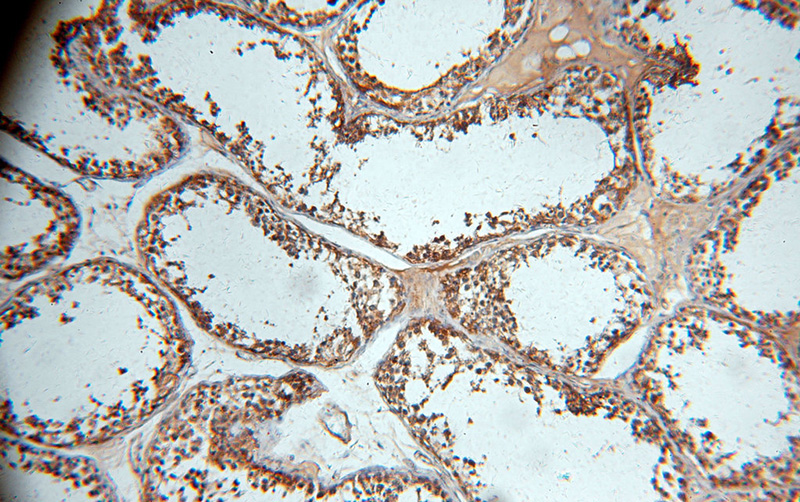 Immunohistochemical of paraffin-embedded human testis using Catalog No:116854(WDR1 antibody) at dilution of 1:100 (under 10x lens)