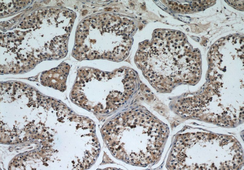 Immunohistochemical of paraffin-embedded human testis using Catalog No:116380(TTC31 antibody) at dilution of 1:50 (under 10x lens)