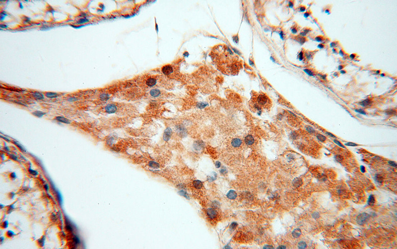 Immunohistochemical of paraffin-embedded human testis using Catalog No:110180(EIF2AK2 antibody) at dilution of 1:100 (under 40x lens)
