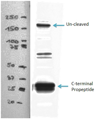 WB result of Collagen Type I antibody (Catalog No:109375, 1:2000) with hVFFA8 cells lysate.