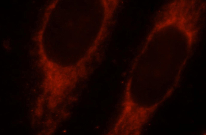 Immunofluorescent analysis of MCF-7 cells, using SYNJ2BP antibody Catalog No:115785 at 1:25 dilution and Rhodamine-labeled goat anti-rabbit IgG (red).
