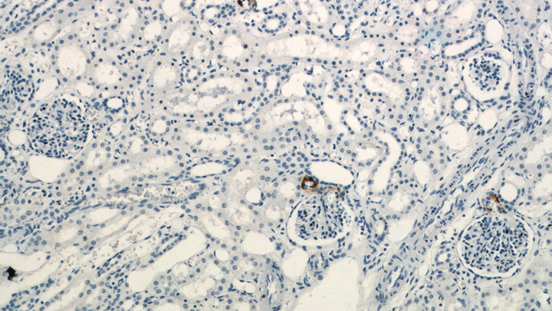 Immunohistochemistry of paraffin-embedded human kidney slide using Catalog No:114689(REN Antibody) at dilution of 1:200