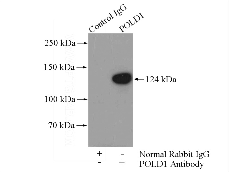 IP Result of anti-POLD1 (IP:Catalog No:113997, 4ug; Detection:Catalog No:113997 1:500) with HeLa cells lysate 2800ug.