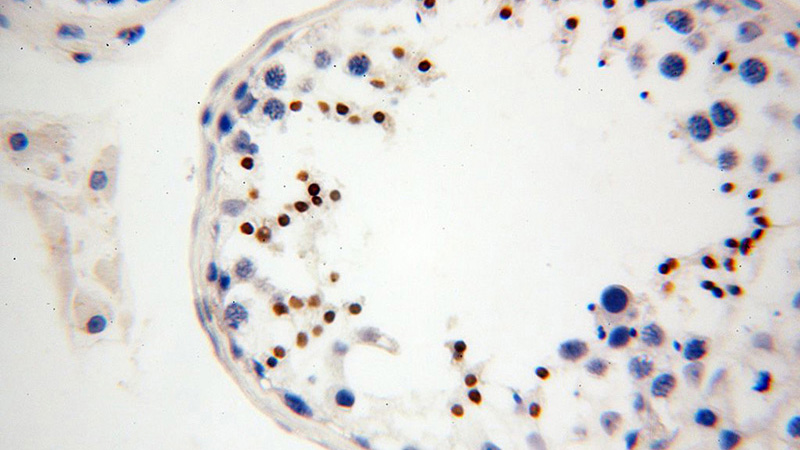 Immunohistochemical of paraffin-embedded human testis using Catalog No:111402(HEMGN antibody) at dilution of 1:100 (under 40x lens)