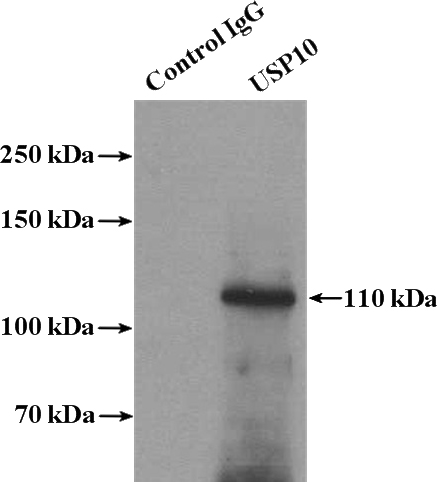 IP Result of anti-USP10 (IP:Catalog No:116586, 4ug; Detection:Catalog No:116586 1:500) with HeLa cells lysate 3200ug.