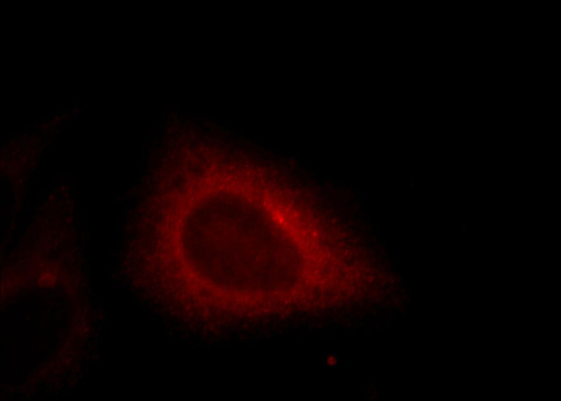 Immunofluorescent analysis of HepG2 cells, using EHD4 antibody Catalog No:110226 at 1:25 dilution and Rhodamine-labeled goat anti-rabbit IgG (red).
