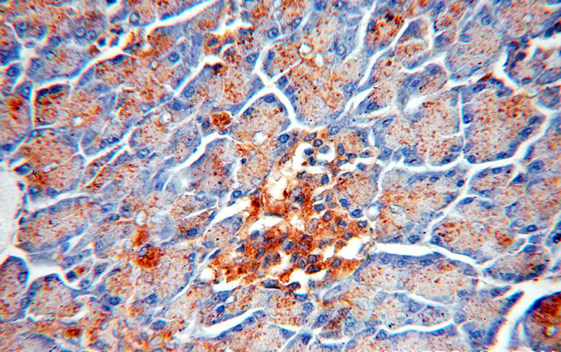 Immunohistochemical of paraffin-embedded human pancreas using Catalog No:114240(PRPSAP2 antibody) at dilution of 1:100 (under 40x lens)