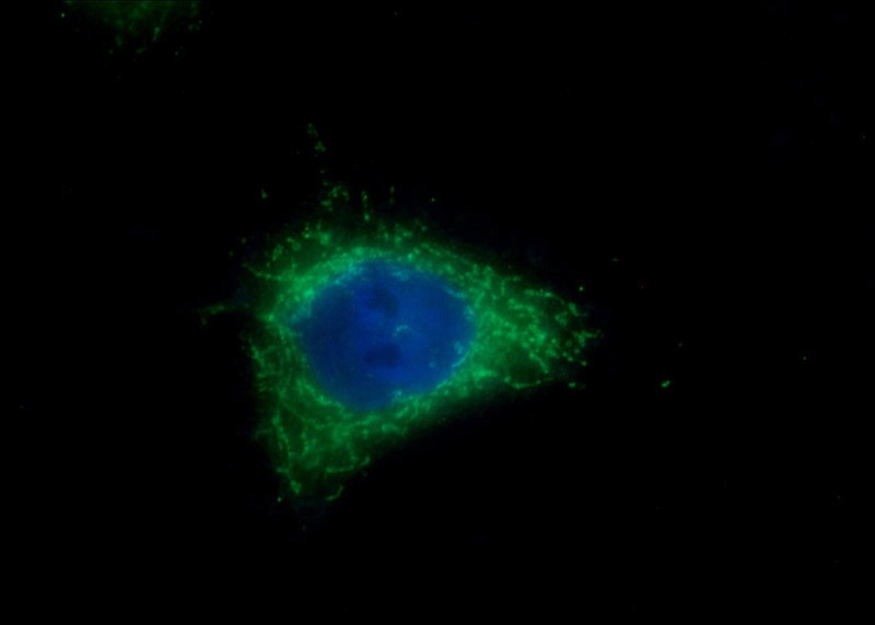 Immunofluorescent analysis of HeLa cells using Catalog No:110272(PI3 Antibody) at dilution of 1:25 and Alexa Fluor 488-congugated AffiniPure Goat Anti-Rabbit IgG(H+L)