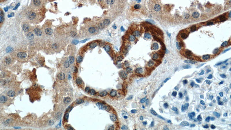 Immunohistochemistry of paraffin-embedded human kidney tissue slide using Catalog No:115232(SIL1 Antibody) at dilution of 1:50 (under 40x lens)