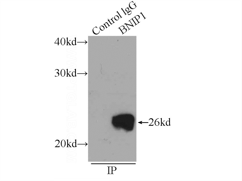 IP Result of anti-BNIP1 (IP:Catalog No:117208, 3ug; Detection:Catalog No:117208 1:500) with mouse brain tissue lysate 6000ug.