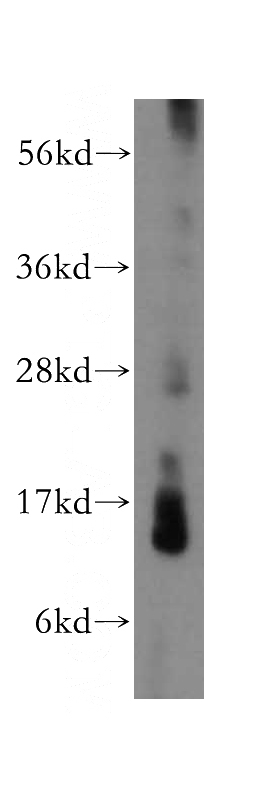 mouse testis tissue were subjected to SDS PAGE followed by western blot with Catalog No:112416(LYZL4 antibody) at dilution of 1:500