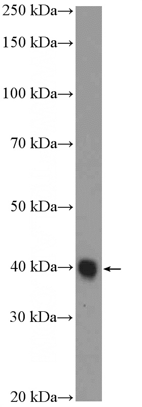 mouse heart tissue were subjected to SDS PAGE followed by western blot with Catalog No:108860(cTnT Antibody) at dilution of 1:1000