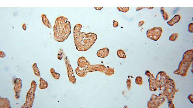 Immunohistochemical of paraffin-embedded human placenta using Catalog No:107981(ALG5 antibody) at dilution of 1:50 (under 10x lens)