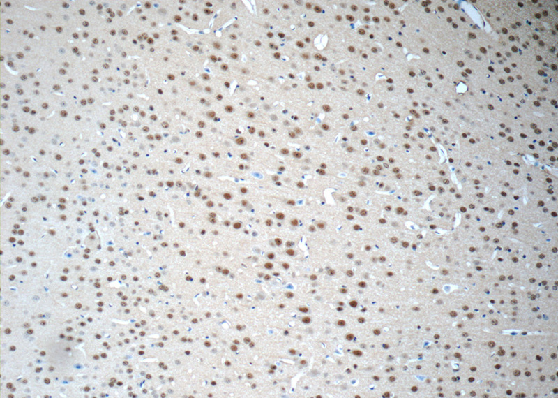 Immunohistochemistry of paraffin-embedded mouse brain tissue slide using Catalog No:109466(COPS8 Antibody) at dilution of 1:50 (under 10x lens)