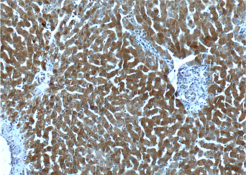 Immunohistochemistry of paraffin-embedded human liver tissue slide using Catalog No:111115(GPR153 Antibody) at dilution of 1:100 (under 10x lens).
