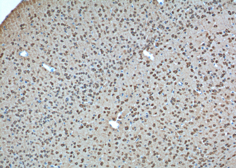 Immunohistochemistry of paraffin-embedded mouse brain tissue slide using Catalog No:111122(GPR19 Antibody) at dilution of 1:100 (under 10x lens).