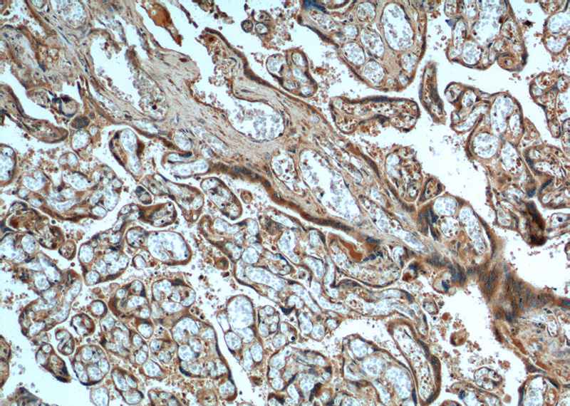 Immunohistochemistry of paraffin-embedded human placenta tissue slide using Catalog No:110794(FURIN Antibody) at dilution of 1:200 (under 10x lens).