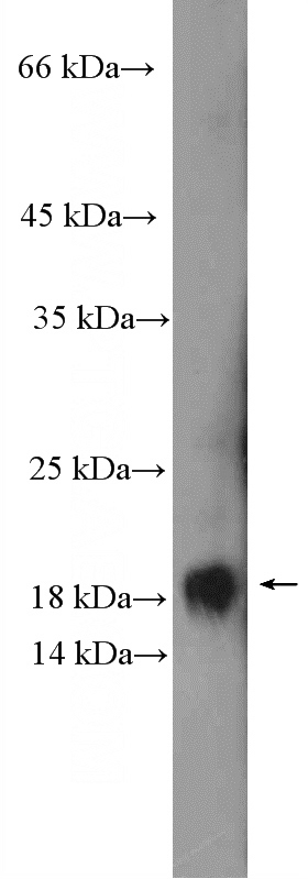 HeLa cells were subjected to SDS PAGE followed by western blot with Catalog No:108225(ASF1B Antibody) at dilution of 1:300