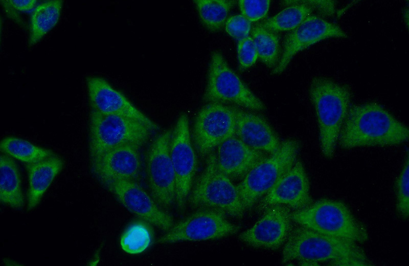 Immunofluorescent analysis of (-20oc Ethanol) fixed HepG2 cells using Catalog No:107449(SERPINE1 Antibody) at dilution of 1:100 and Alexa Fluor 488-congugated AffiniPure Goat Anti-Mouse IgG(H+L)