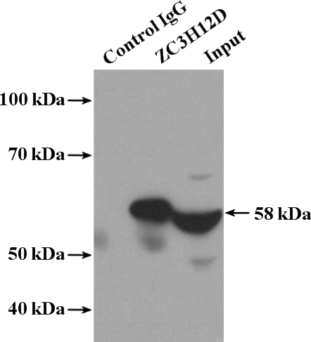 IP Result of anti-ZC3H12D (IP:Catalog No:116924, 4ug; Detection:Catalog No:116924 1:600) with Raji cells lysate 2000ug.