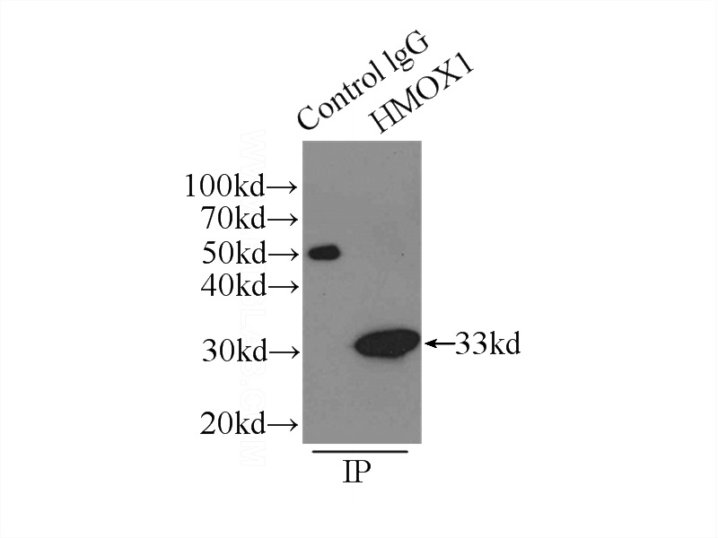 IP Result of anti-HMOX1 (IP:Catalog No:111491, 3ug; Detection:Catalog No:111491 1:1000) with HeLa cells lysate 3000ug.