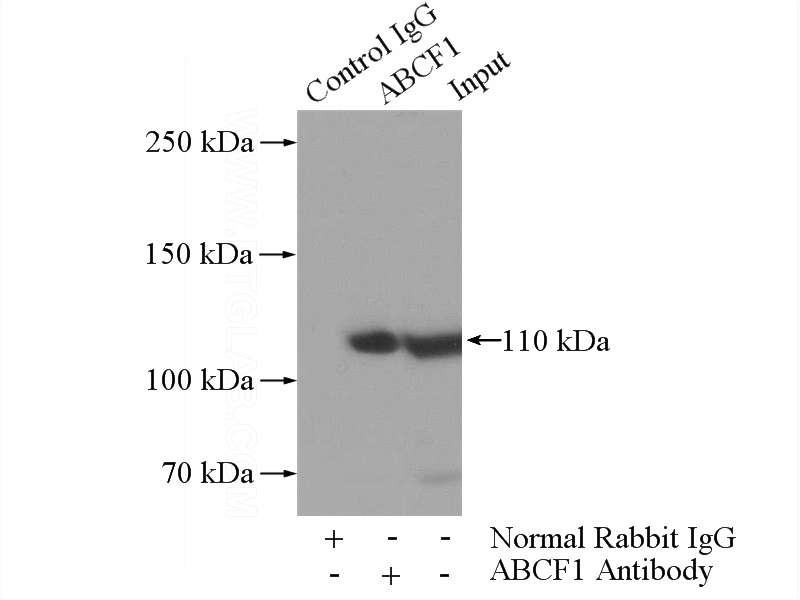 IP Result of anti-ABCF1 (IP:Catalog No:107805, 4ug; Detection:Catalog No:107805 1:500) with K-562 cells lysate 1200ug.