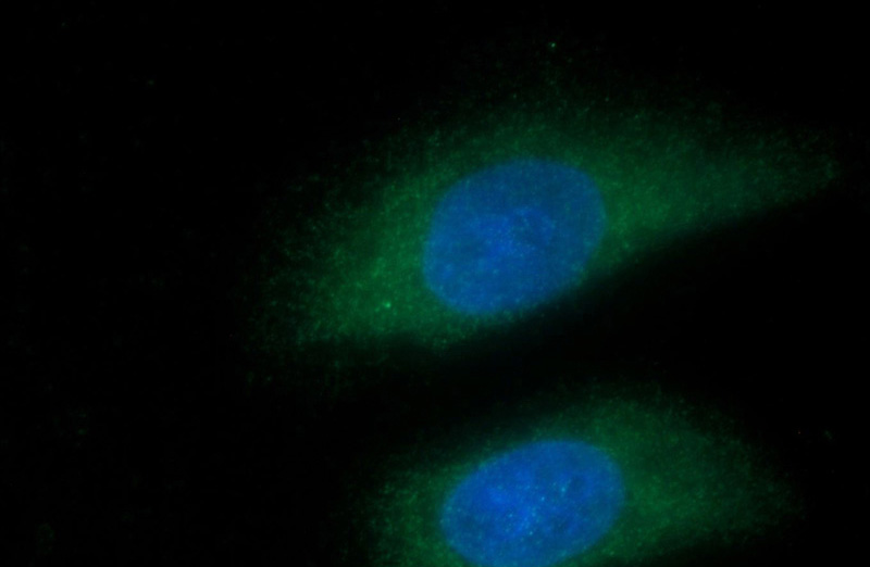Immunofluorescent analysis of HeLa cells using Catalog No:111003(GNGT1 Antibody) at dilution of 1:25 and Alexa Fluor 488-congugated AffiniPure Goat Anti-Rabbit IgG(H+L)