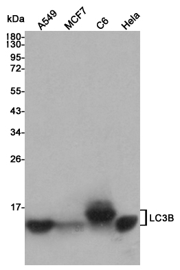 Western blot analysis of extracts from A549,MCF7,C6 and Hela cell lysates using LC3B mouse mAb (1:500 diluted).Predicted band size:14KDa.Observed band size:14,16KDa.